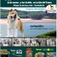 El cartel es una composición  con el  Akita que más monográficos ha ganado del club, SYMBA, en el paradisiaco entorno  de Isla , donde se celebrará el próximo monográfico con fotos de los 6 ganadores anteriores. Agradecemos nuestros patrocinadores 


